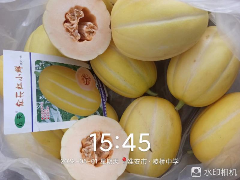 红肉中甜一号甜瓜种子特早熟厚皮甜瓜种子特甜黄皮香瓜种子