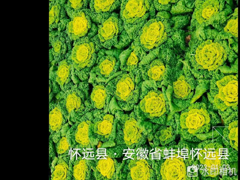 安徽怀远县黄心菜