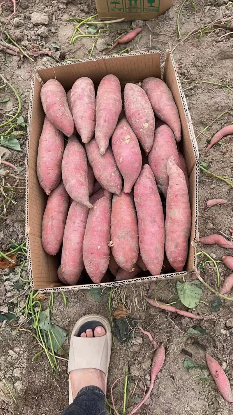 西瓜红红薯大量上市货源充足价格便宜一到三两西瓜