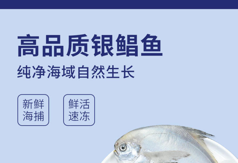 特大银鲳鱼新鲜无冰深海白鲳鱼平鱼昌鱼海鲜水产批发鲜活鱼类