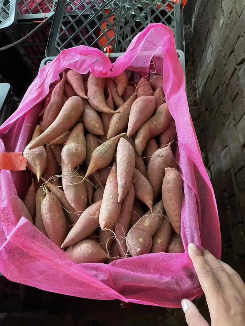 龙九红薯精品电商货