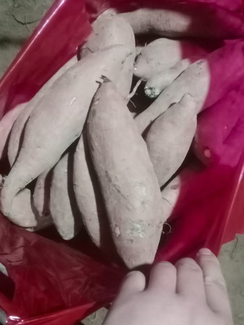 龙九红薯精品电商货