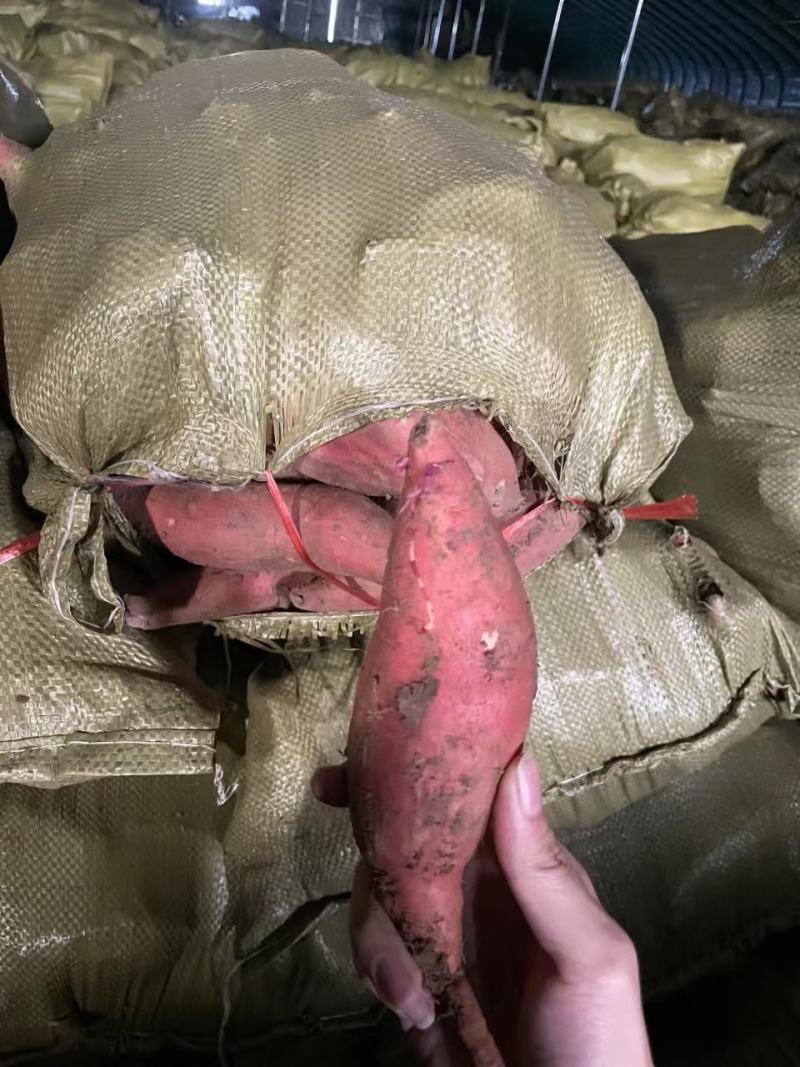 大量出售西瓜红精品，通货