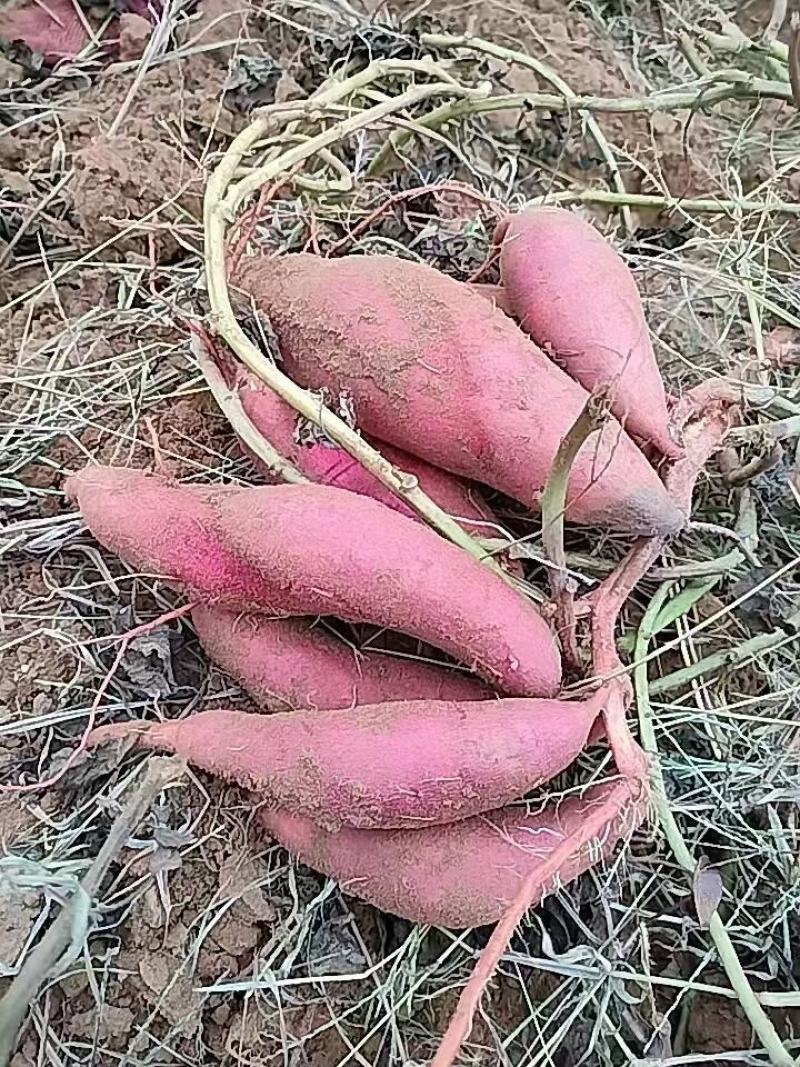大量出售西瓜红精品，通货