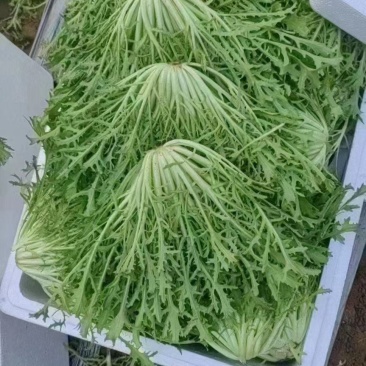 精品苦菊