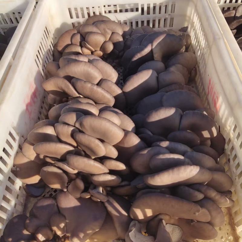 黑平菇，大量出售鲜蘑菇，新鲜无水
