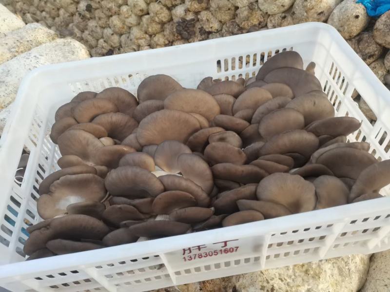 鲜蘑菇，无注水平菇，河北邯郸大量出售