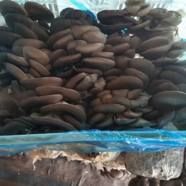 鲜蘑菇，无注水平菇，河北邯郸大量出售