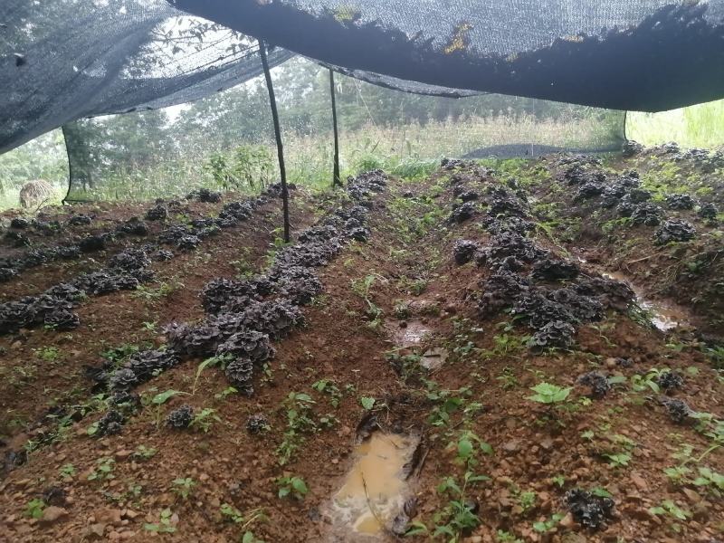 食用菌灰树花。今年我村脱贫户11户种植食用菌灰树30万棒