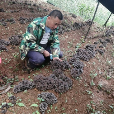 食用菌灰树花。今年我村脱贫户11户种植食用菌灰树30万棒