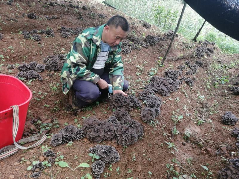 食用菌灰树花。今年我村脱贫户11户种植食用菌灰树30万棒