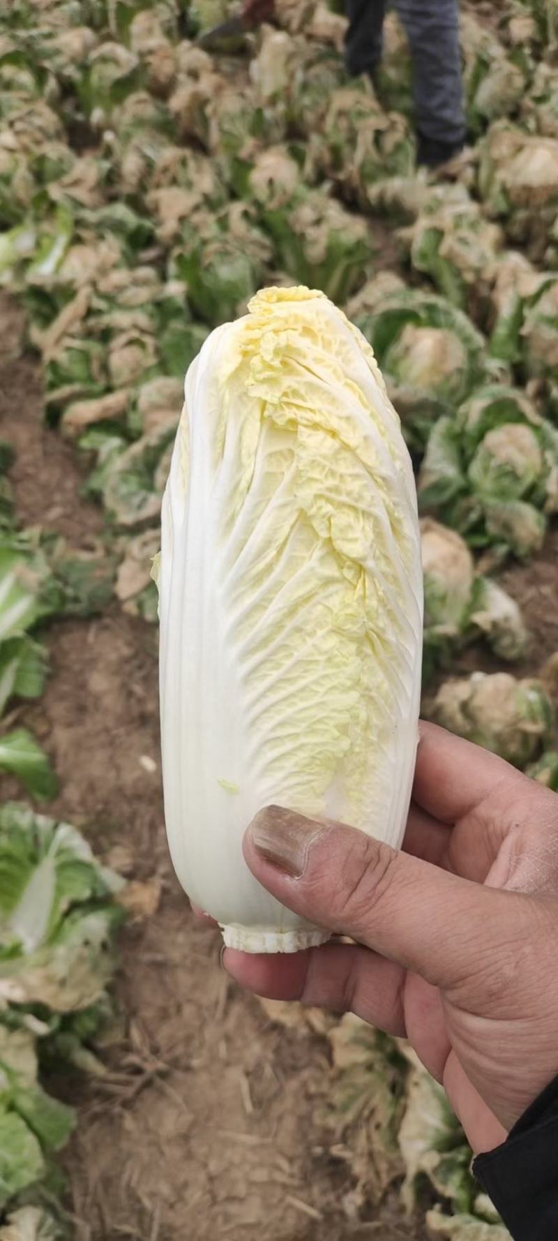 【推荐】娃娃菜，精品包装，大娃纸包，小娃三颗，市场电商
