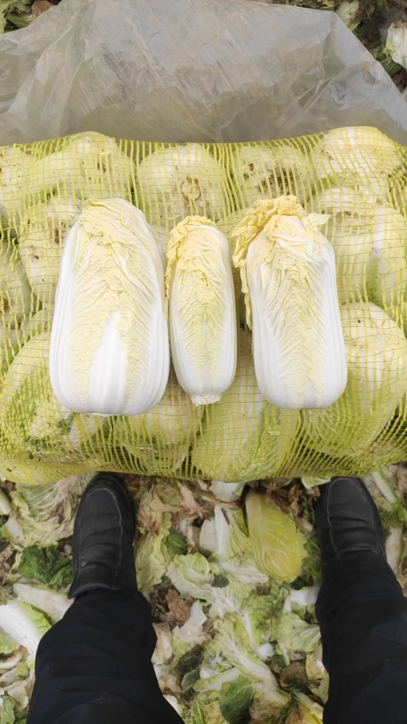 【推荐】娃娃菜，精品包装，大娃纸包，小娃三颗，市场电商