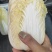 【推荐】娃娃菜，精品包装，大娃纸包，小娃三颗，市场电商