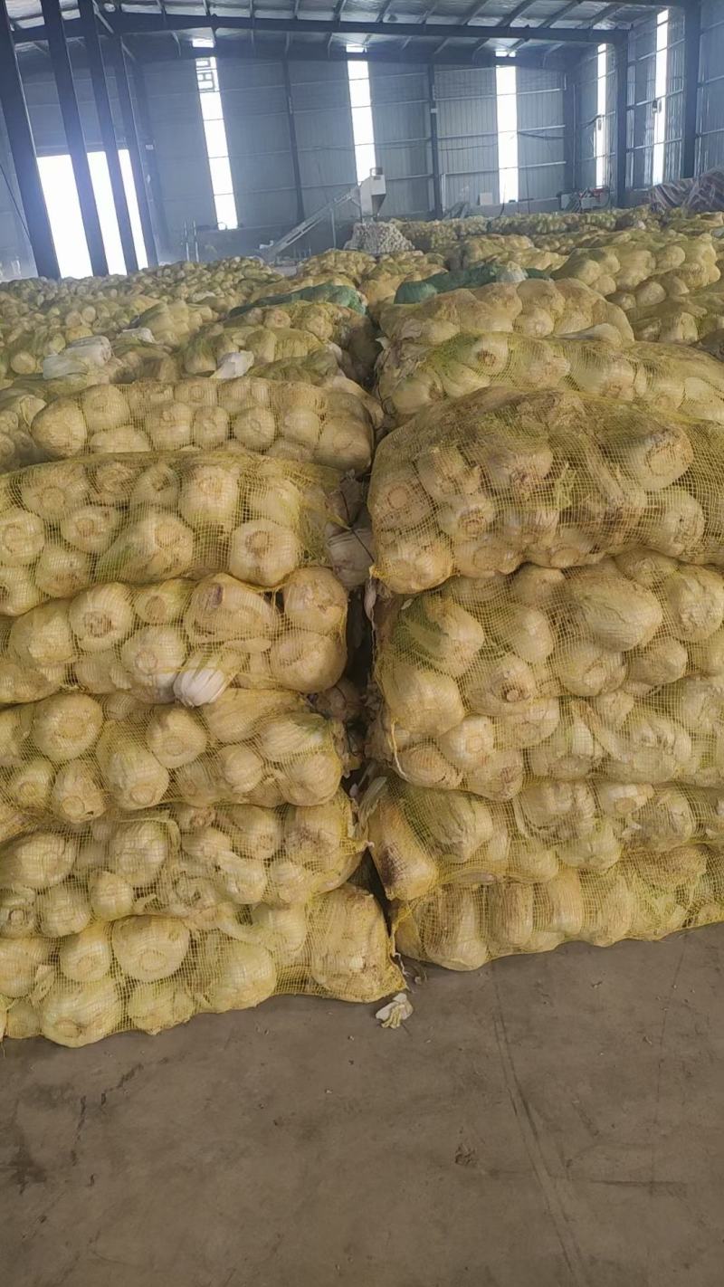 【推荐】娃娃菜，精品包装，大娃纸包，小娃三颗，市场电商