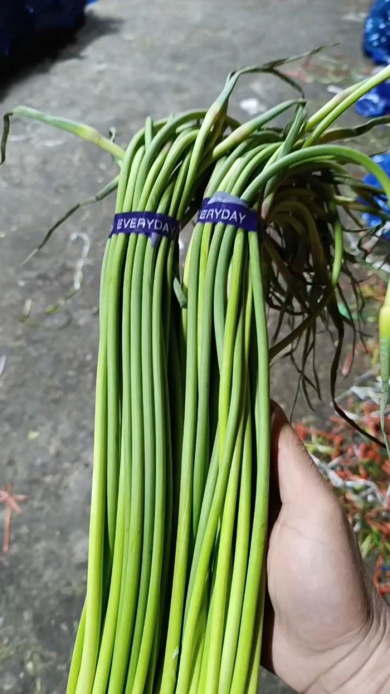 红帽蒜苔金乡蒜薹代收代存常年供应产地直发大量现货