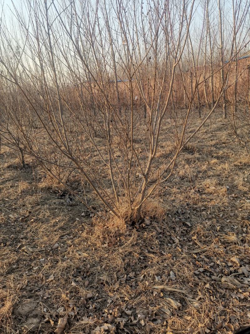 出租沙土地，廊坊地区，交通运输方便
