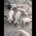 山上放养猪