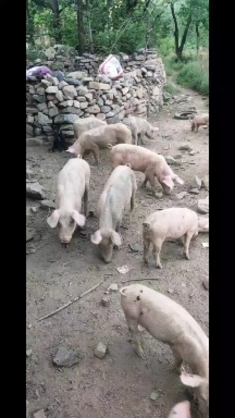 山上放养猪