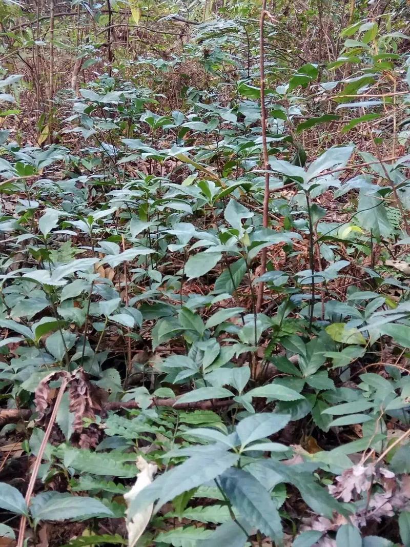 野生草珊瑚种子发芽率高产地一手货源邮政包邮欢迎来电