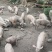山上放养猪