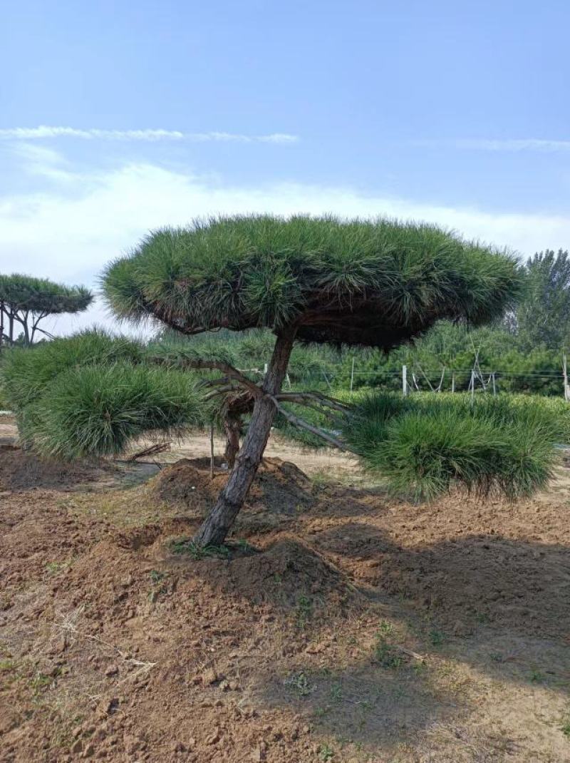 造型松