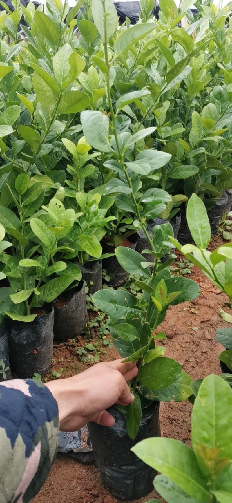 香水柠檬苗，包正宗假一赔十四季香水柠檬苗提供免费种植技术