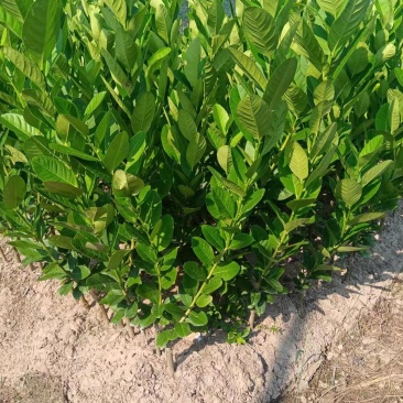 香水柠檬苗,包正宗假一赔十四季香水柠檬苗提供免费种植技术