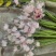 夫郎花质量很好