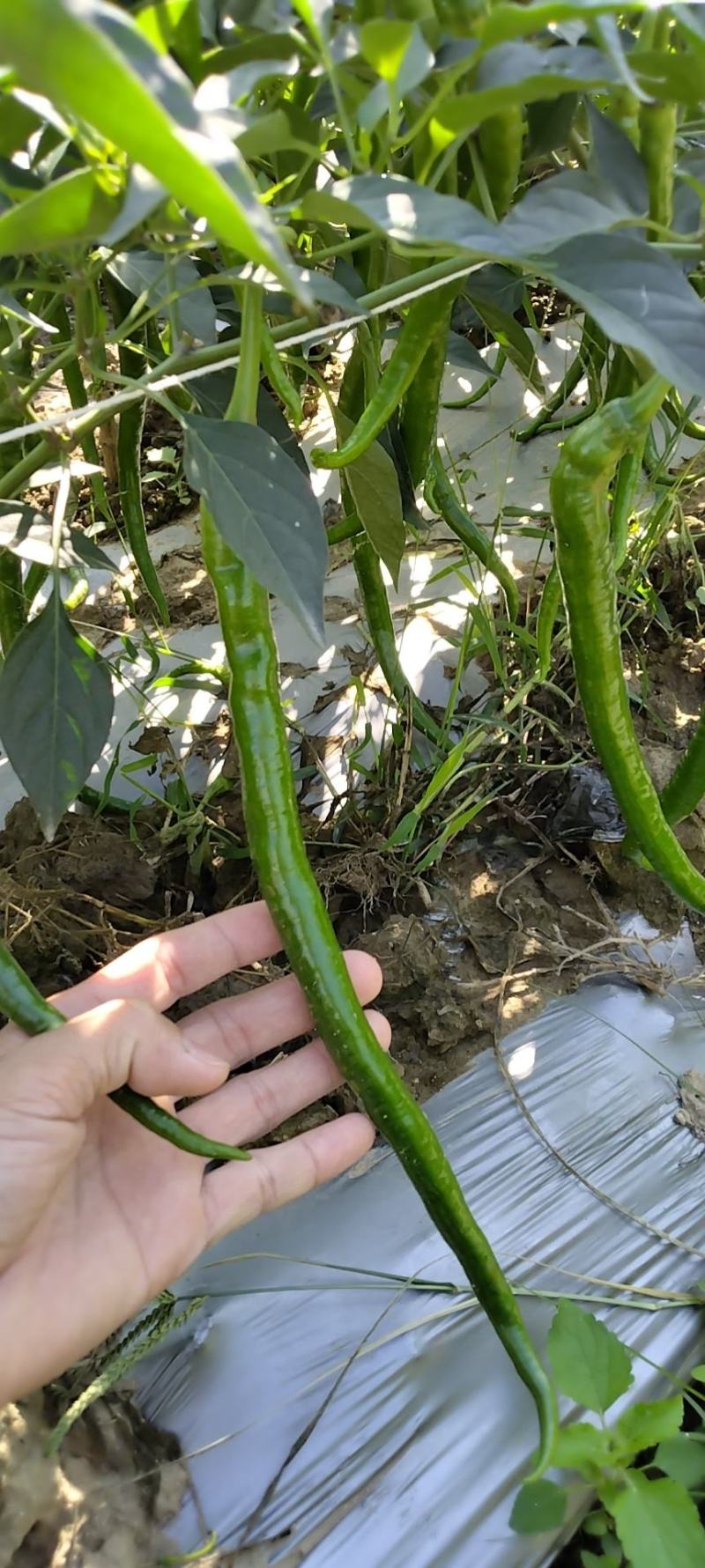 二荆条，红线青线大量有货，品质好，欢迎各位老板采购