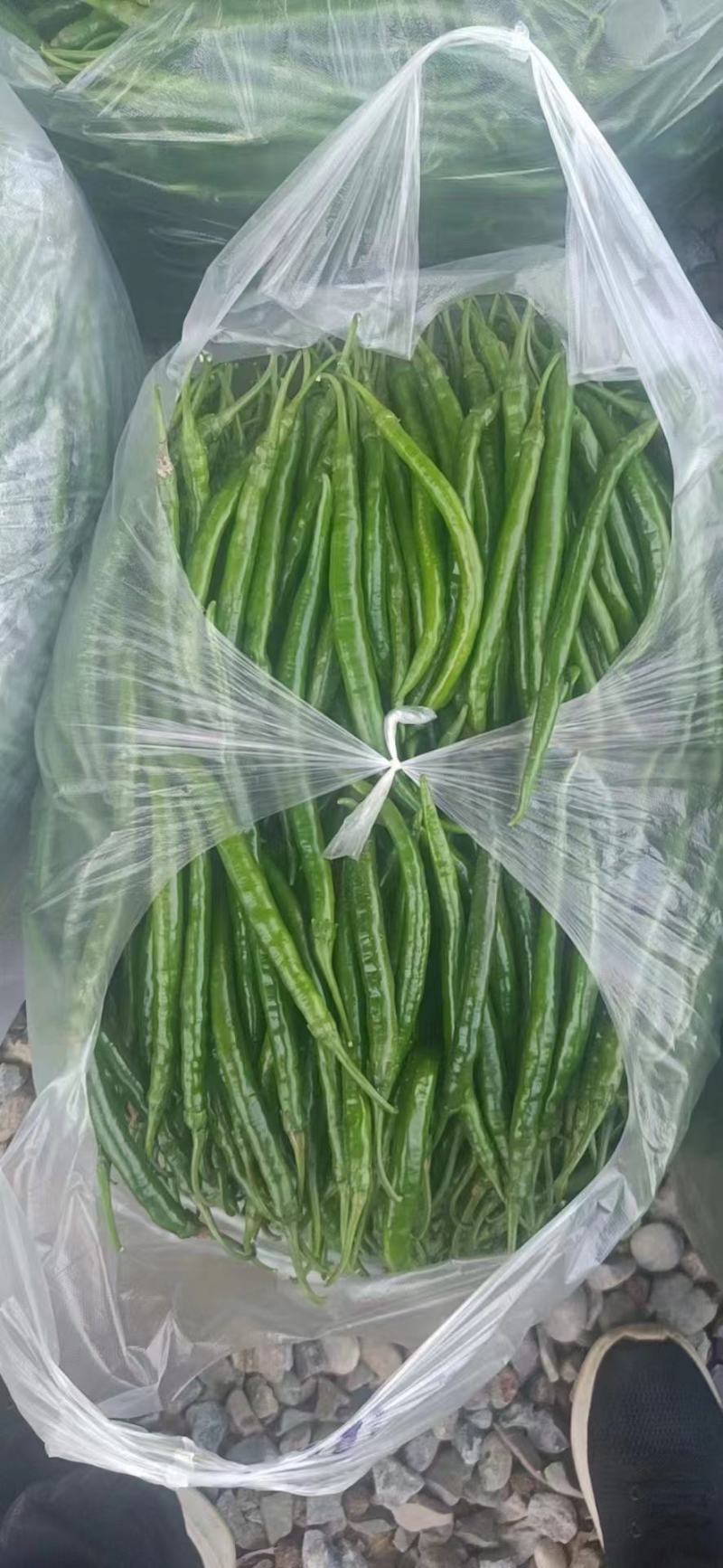 二荆条，红线青线大量有货，品质好，欢迎各位老板采购