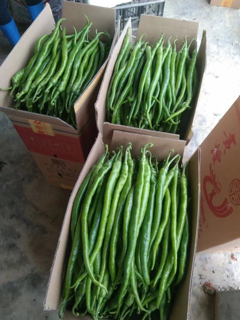 二荆条，红线青线大量有货，品质好，欢迎各位老板采购