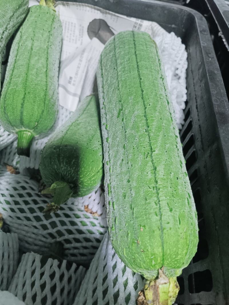 肉丝瓜老苗1.28上车福建
