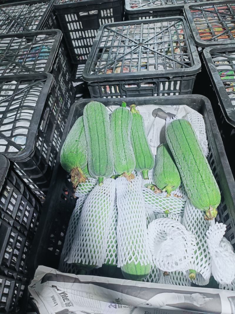 肉丝瓜老苗1.28上车福建