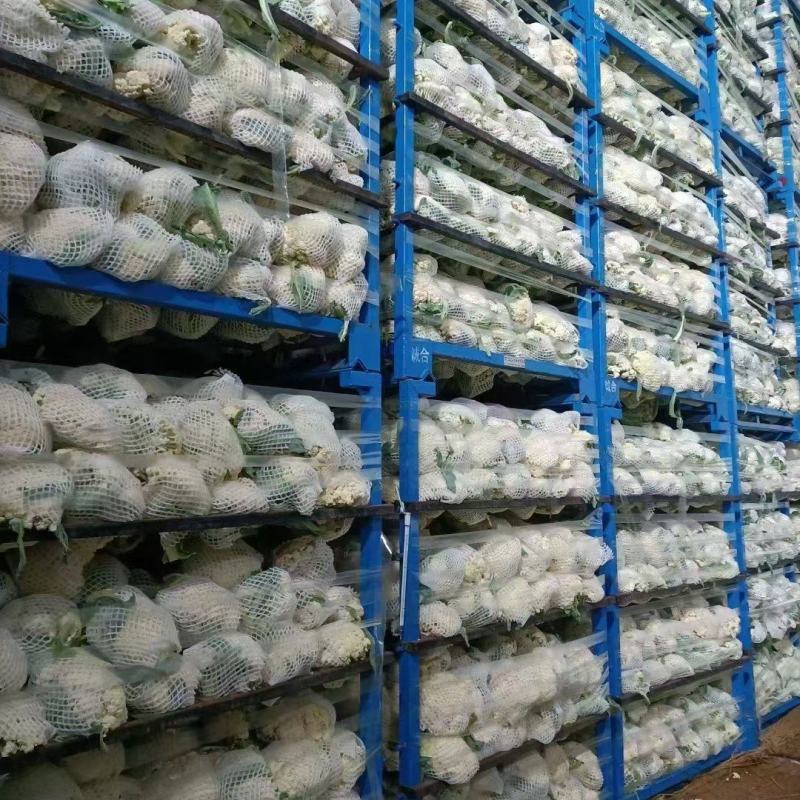 松花菜大量供应无斑点质量好大吨位供应质量三包