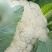 松花菜大量供应无斑点质量好大吨位供应质量三包