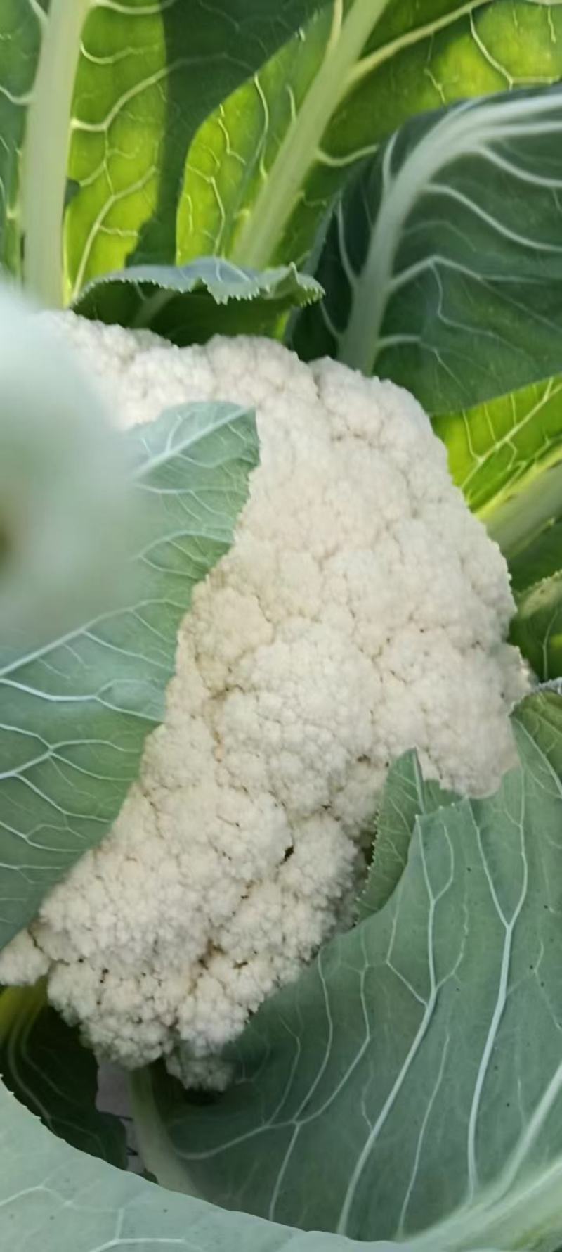 松花菜大量供应无斑点质量好大吨位供应质量三包