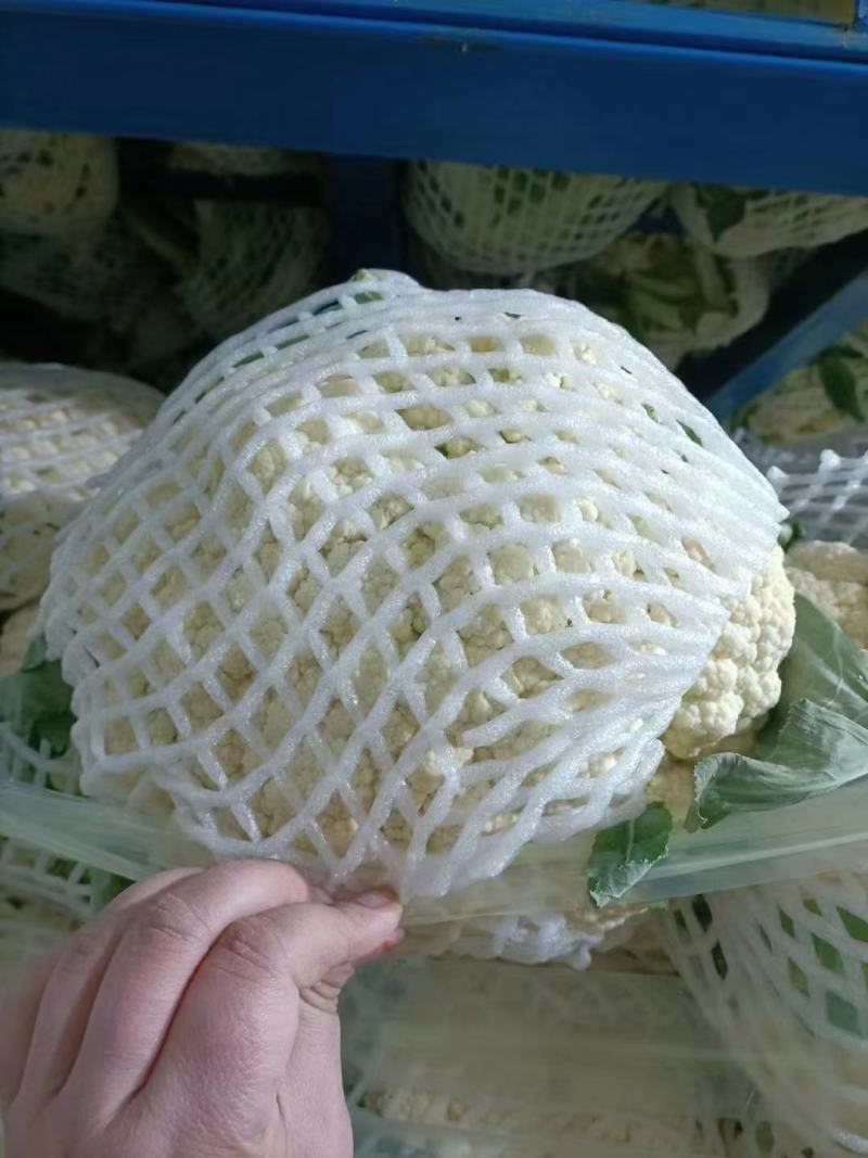 松花菜大量供应无斑点质量好大吨位供应质量三包