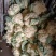 松花菜大量供应无斑点质量好大吨位供应质量三包