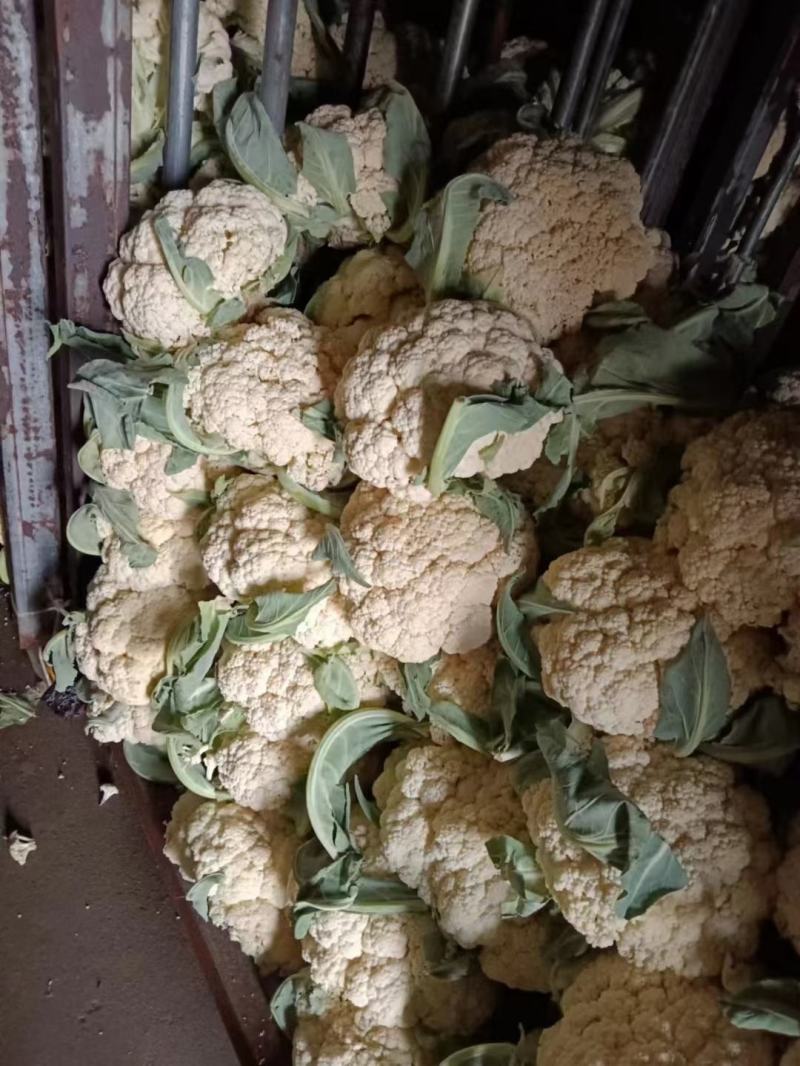 松花菜大量供应无斑点质量好大吨位供应质量三包