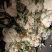 松花菜大量供应无斑点质量好大吨位供应质量三包