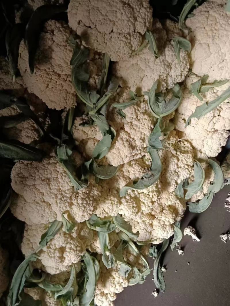 松花菜大量供应无斑点质量好大吨位供应质量三包