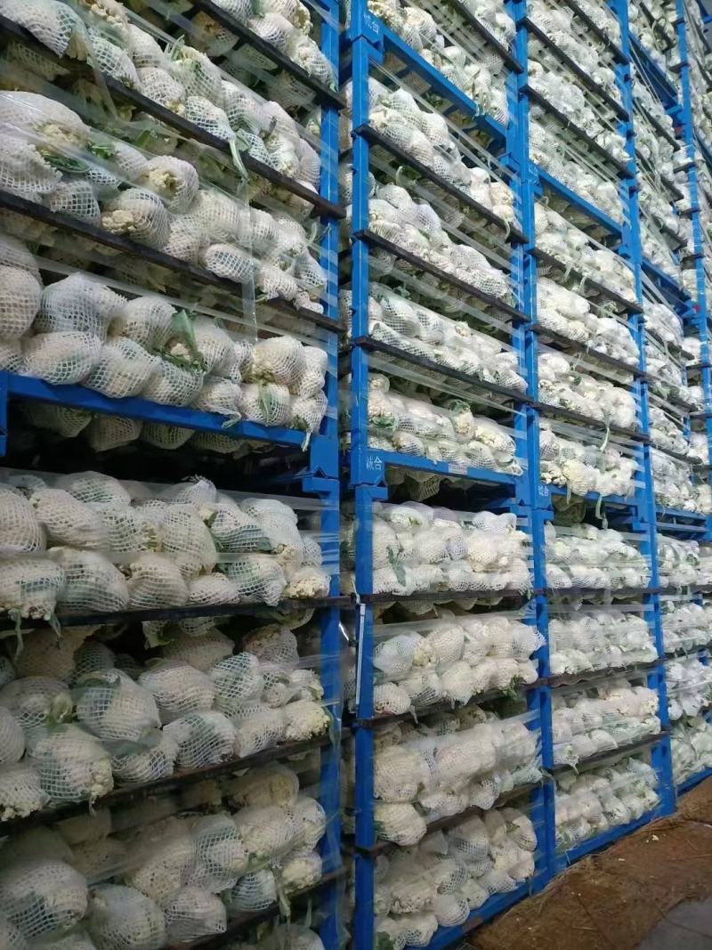 松花菜大量供应无斑点质量好大吨位供应质量三包