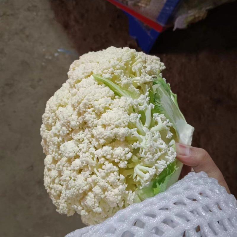 松花菜，大量供货，青梗花菜，菜花，松花菜，