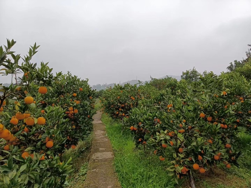 清晨阳光下的血橙果园,工人正在采摘成熟的血橙,展现自然与农业的和谐之美 血橙果园清晨采收场景