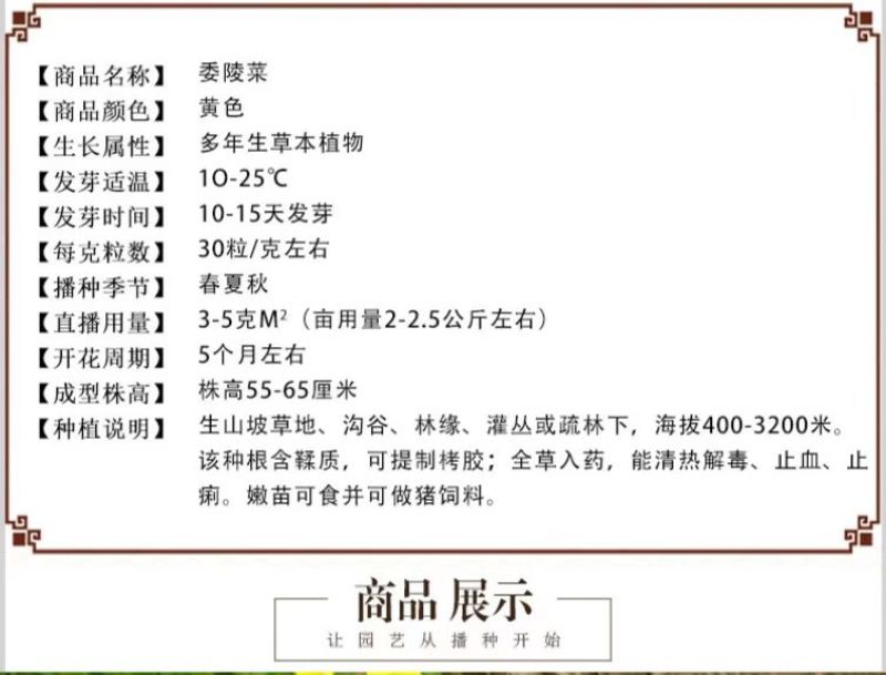 委陵菜种籽白头翁种子蛤蟆草种子庭院多年生景观地被植物耐寒