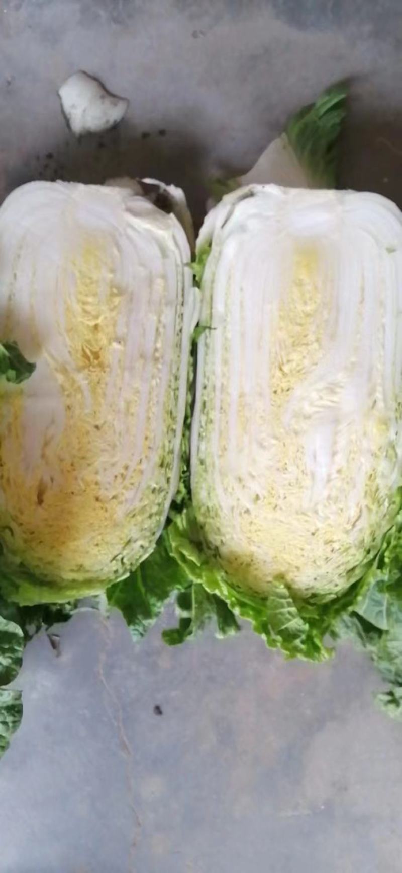 精品大白菜，可供市场，商超，工厂，大量有货，常年供应。