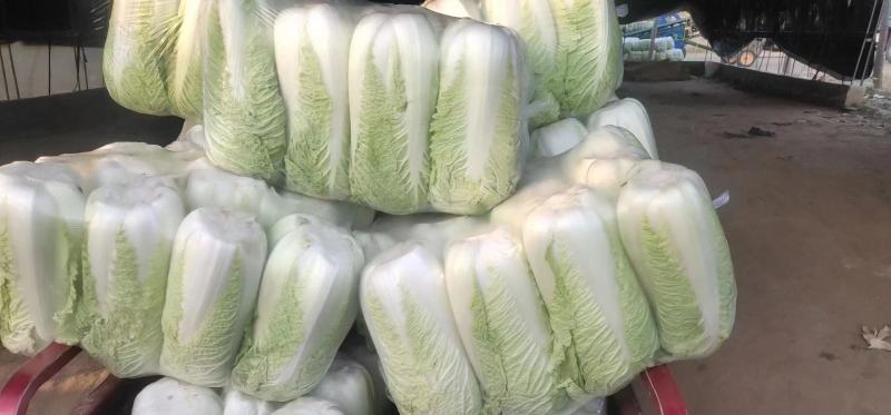 精品大白菜，可供市场，商超，工厂，大量有货，常年供应。