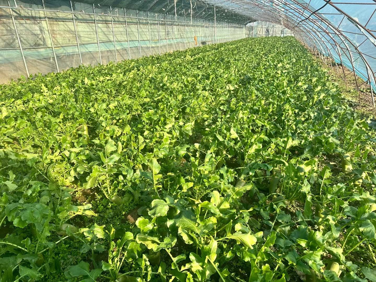 迷你水果萝卜种植基地