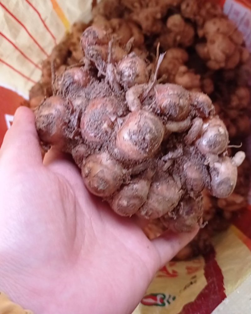 沙姜